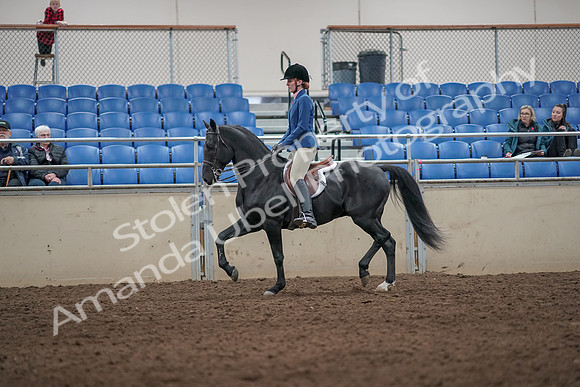 2019 Morgan Horse Show - Aug 31, 2019 - 07227
