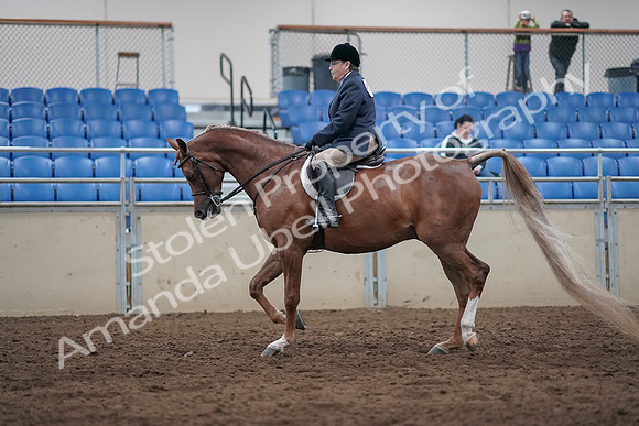 2019 Morgan Horse Show - Sept 01, 2019 - 08611