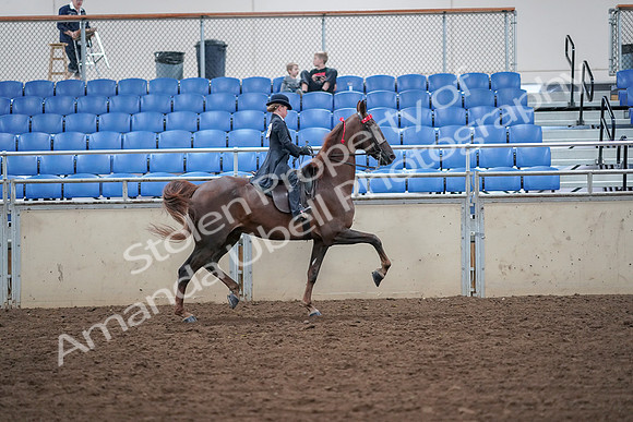 2019 Morgan Horse Show - Aug 30, 2019 - 18150