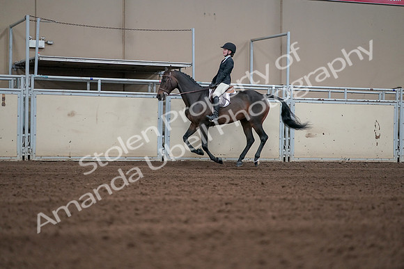 2019 Morgan Horse Show - Sept 01, 2019 - 03719