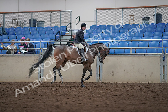 2019 Morgan Horse Show - Aug 31, 2019 - 16123