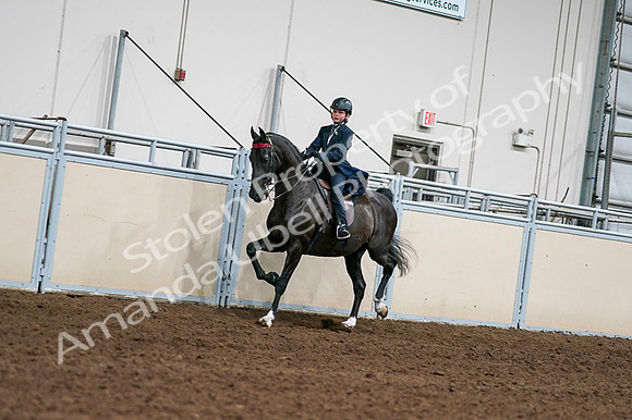2020 - AB Morgan Horse - Fri, Sept 04 - 03202