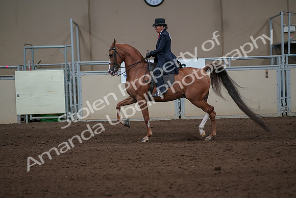 2019 Morgan Horse Show - Sept 01, 2019 - 11924
