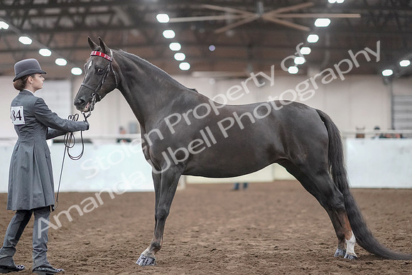 2019 Morgan Horse Show - Aug 31, 2019 - 01938