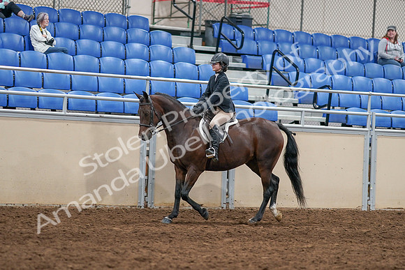 2020 - AB Morgan Horse - Sat, Sept 05 - 14251