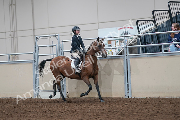 2020 - AB Morgan Horse - Fri, Sept 04 - 02171