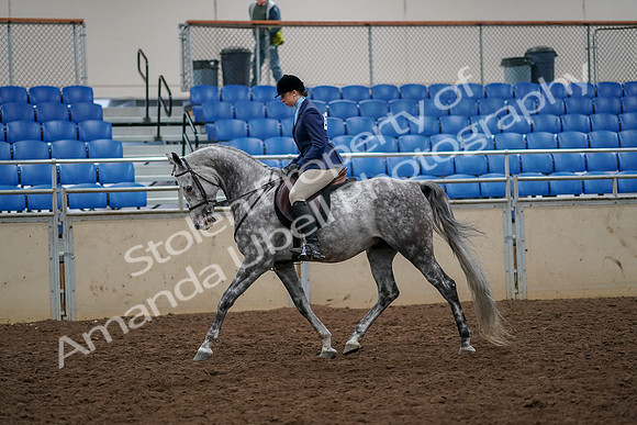 2019 Morgan Horse Show - Aug 30, 2019 - 22194
