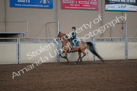 2019 Morgan Horse Show - Sept 01, 2019 - 13230