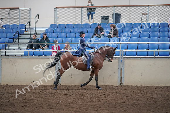2019 Morgan Horse Show - Aug 31, 2019 - 09694
