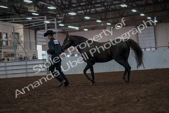 2019 Morgan Horse Show - Aug 31, 2019 - 02057