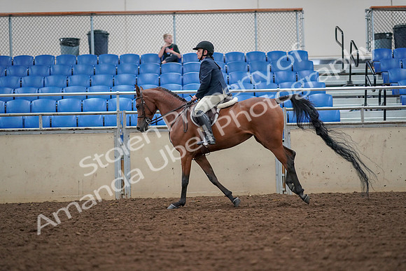 2019 Morgan Horse Show - Aug 30, 2019 - 16375