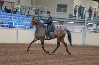 2020 - AB Morgan Horse - Sun, Sept 06 - 00289