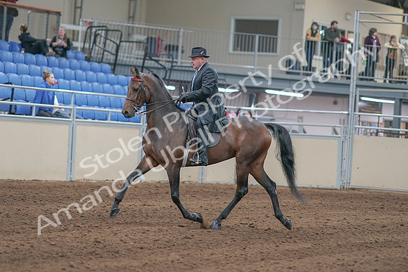2020 - AB Morgan Horse - Sun, Sept 06 - 00289