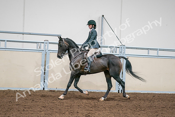 2020 - AB Morgan Horse - Sat, Sept 05 - 09063