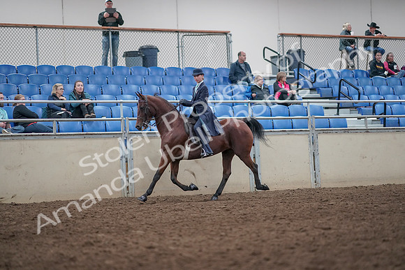 2019 Morgan Horse Show - Aug 31, 2019 - 08583