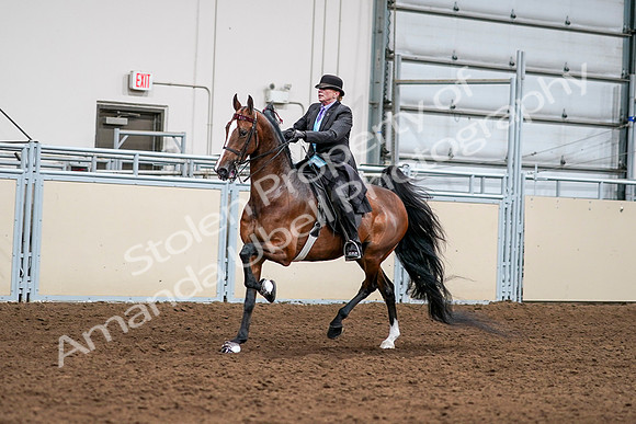 2020 - AB Morgan Horse - Sat, Sept 05 - 12980