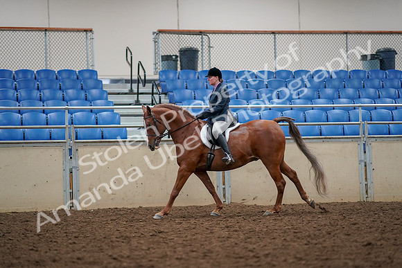 2019 Morgan Horse Show - Aug 30, 2019 - 22406
