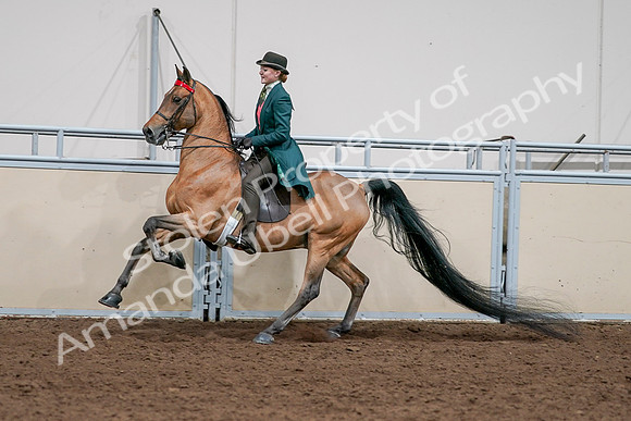 2020 - AB Morgan Horse - Sat, Sept 05 - 13803