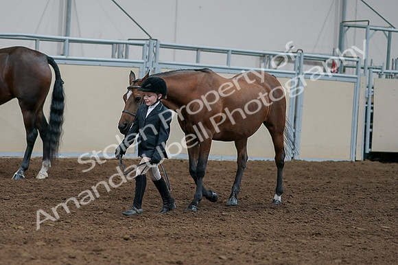 2020 - AB Morgan Horse - Fri, Sept 04 - 00863