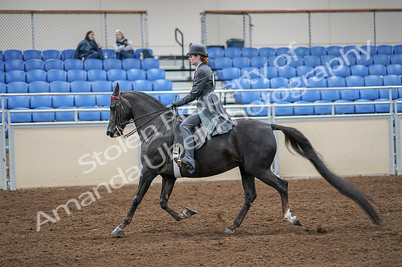 2020 - AB Morgan Horse - Fri, Sept 04 - 05342