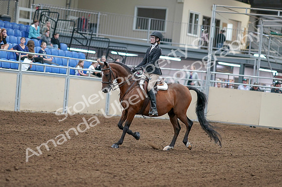 2020 - AB Morgan Horse - Fri, Sept 04 - 05855
