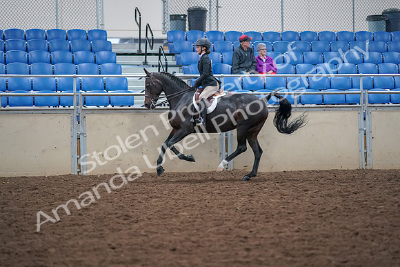 2019 Morgan Horse Show - Aug 30, 2019 - 20640