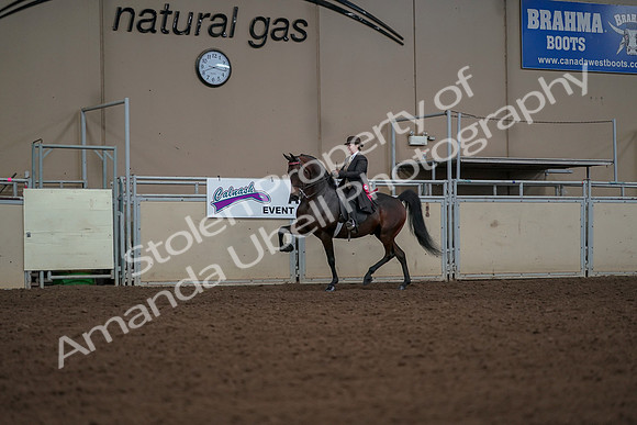 2019 Morgan Horse Show - Aug 30, 2019 - 28300