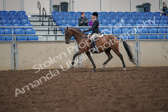 2019 Morgan Horse Show - Aug 30, 2019 - 20354