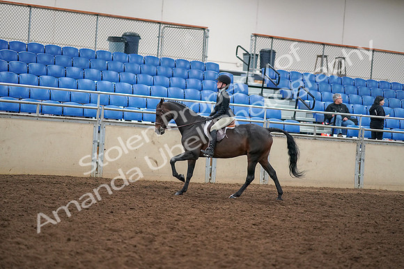 2019 Morgan Horse Show - Aug 30, 2019 - 12303