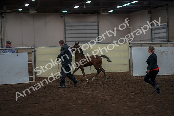 2019 Morgan Horse Show - Aug 31, 2019 - 00410