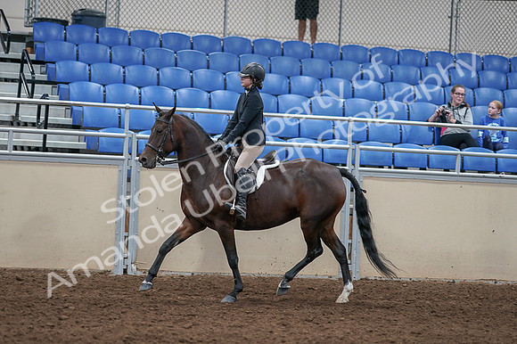 2020 - AB Morgan Horse - Fri, Sept 04 - 05908