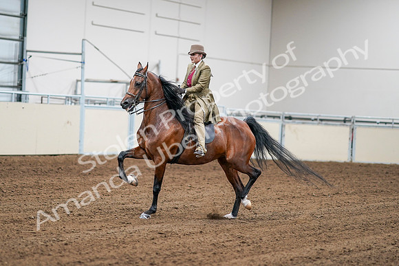 2020 - AB Morgan Horse - Sat, Sept 05 - 08068