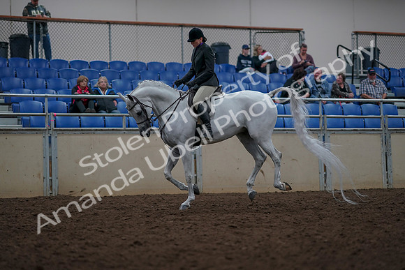 2019 Morgan Horse Show - Aug 31, 2019 - 16058