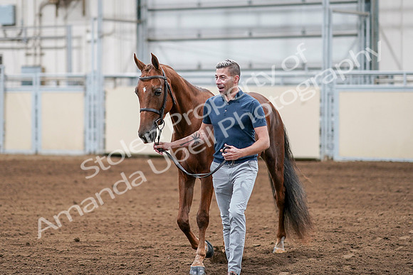 2020 - AB Morgan Horse - Sat, Sept 05 - 00203