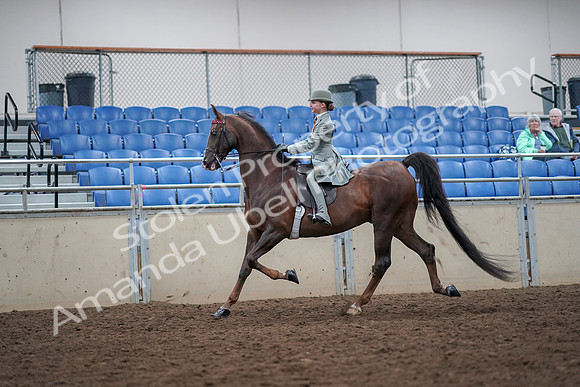 2019 Morgan Horse Show - Aug 30, 2019 - 17784