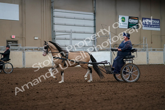 2019 Morgan Horse Show - Aug 30, 2019 - 13247