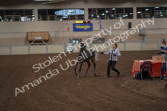 2019 Morgan Horse Show - Aug 30, 2019 - 24908