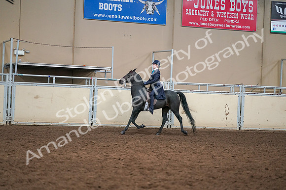 2019 Morgan Horse Show - Aug 30, 2019 - 12225