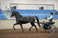 2019 Morgan Horse Show - Aug 31, 2019 - 04636