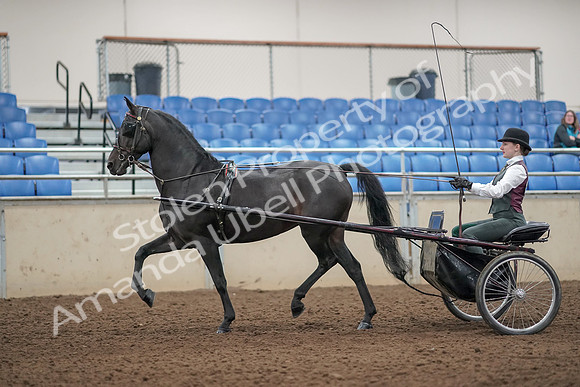2019 Morgan Horse Show - Aug 31, 2019 - 04636