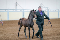 2020 - AB Morgan Horse - Fri, Sept 04 - 06192