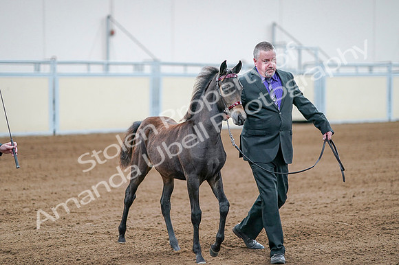 2020 - AB Morgan Horse - Fri, Sept 04 - 06192