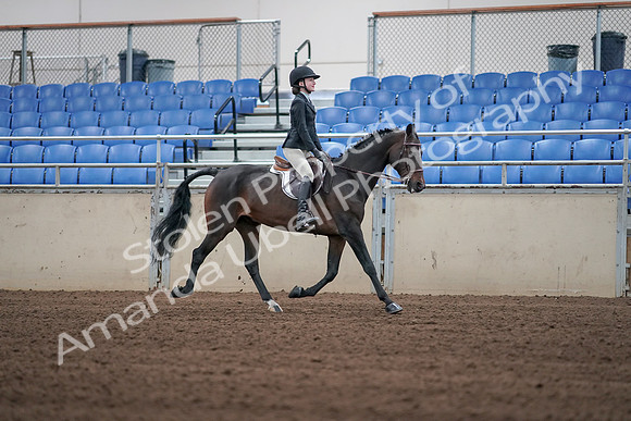2019 Morgan Horse Show - Sept 01, 2019 - 03819