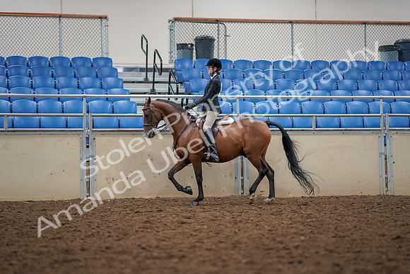 2019 Morgan Horse Show - Aug 30, 2019 - 23353