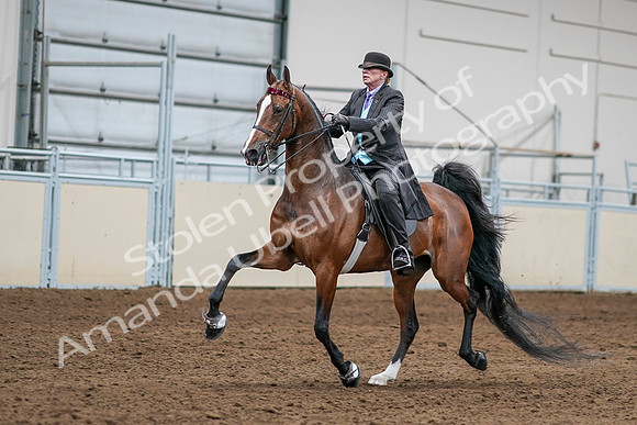 2020 - AB Morgan Horse - Sat, Sept 05 - 13156