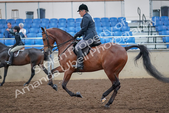 2019 Morgan Horse Show - Aug 30, 2019 - 20581
