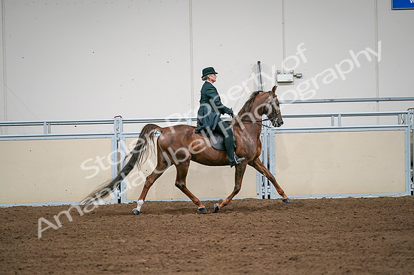 2020 - AB Morgan Horse - Fri, Sept 04 - 08125