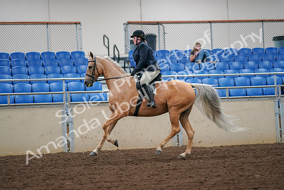 2019 Morgan Horse Show - Aug 30, 2019 - 16322