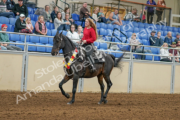 2020 - AB Morgan Horse - Sat, Sept 05 - 10351