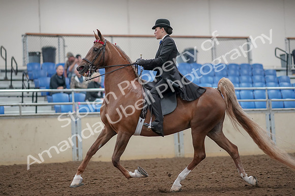 2019 Morgan Horse Show - Aug 30, 2019 - 24991